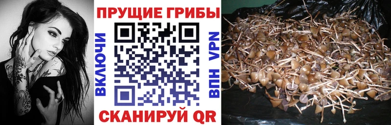 Псилоцибиновые грибы GOLDEN TEACHER  Купить закладки  Оха 